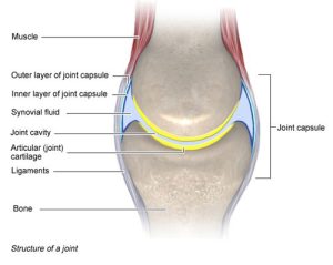 11+ Human Body Parts That Start With J