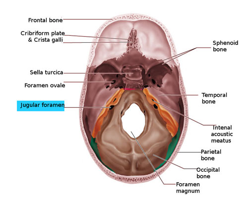 Jugular Foramen