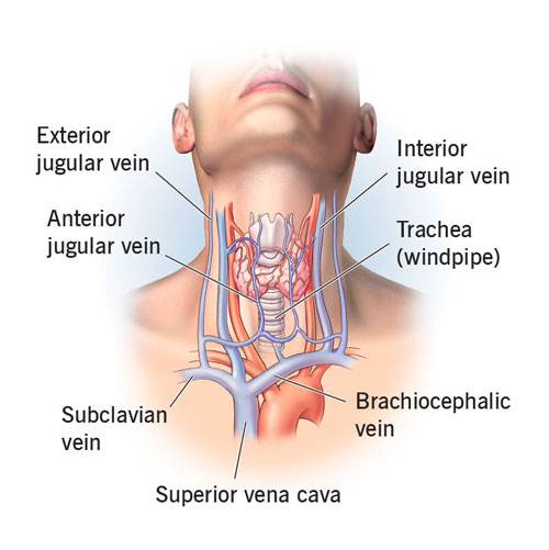 Jugular Veins