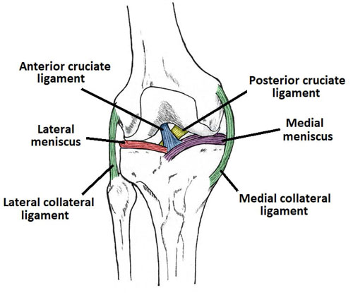 Knee Joint