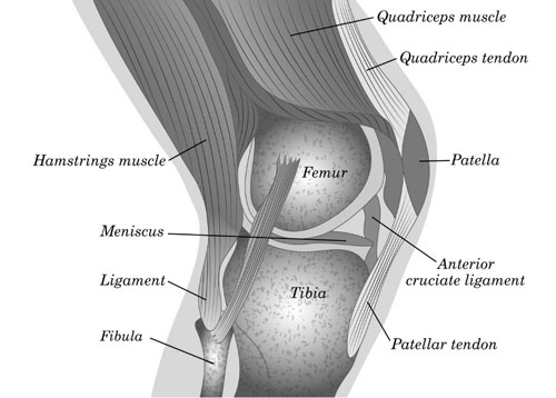 Knee Muscles
