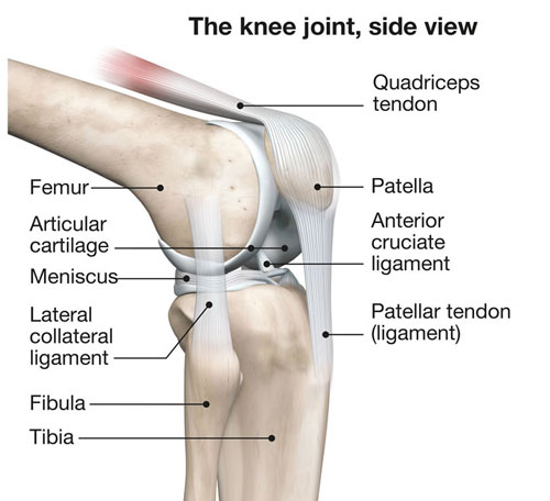 Knee Region