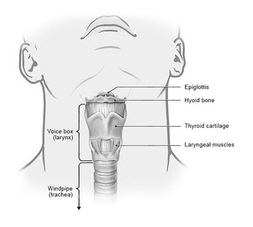 Larynx