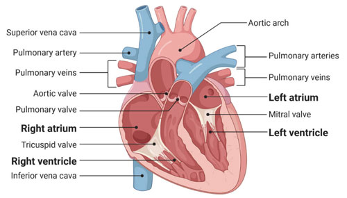 Left Atrium