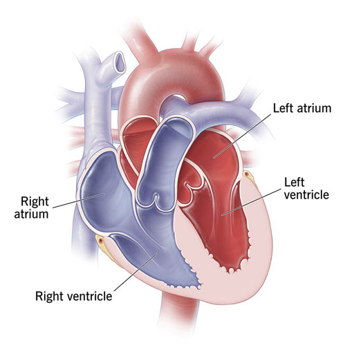 Left Ventricle