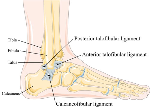 Ligaments