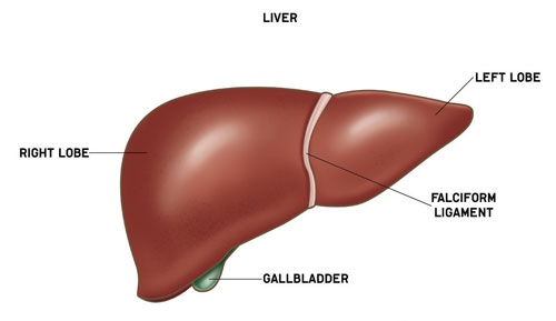 Liver