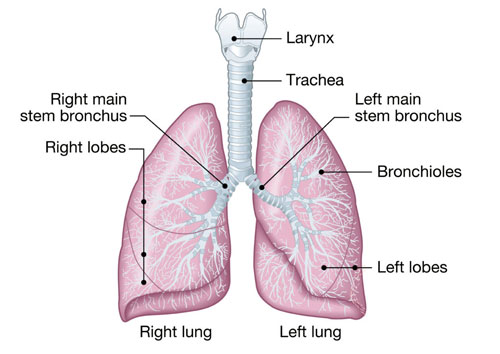 Lungs