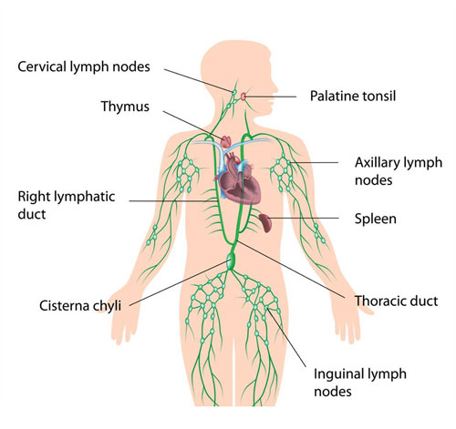 Lymph Nodes