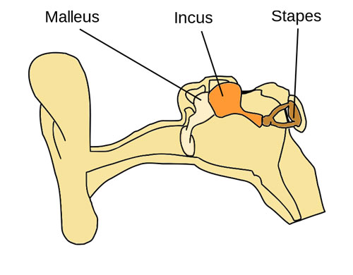 Malleus