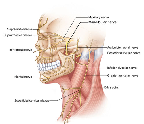 Mandibular Nerve