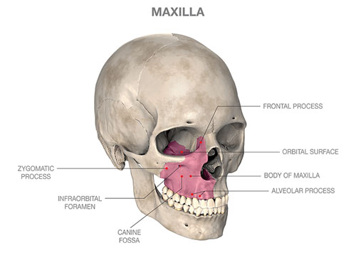 Maxilla