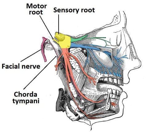 Maxillary Nerve