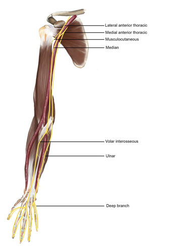 Median Nerve