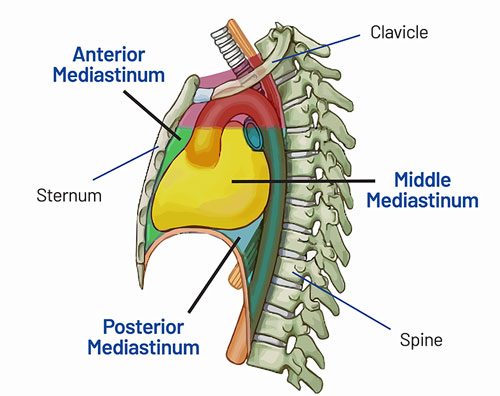 Mediastinum