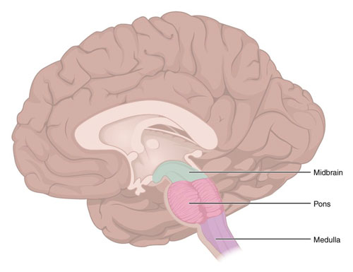 Medulla Oblongata