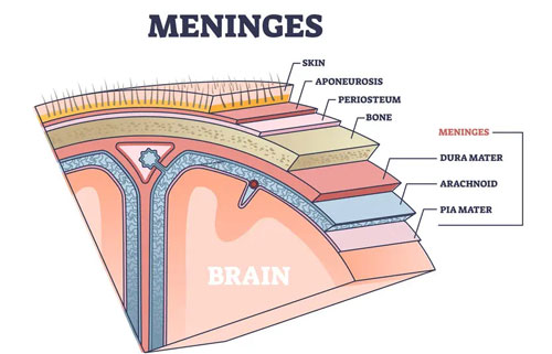 Meninges