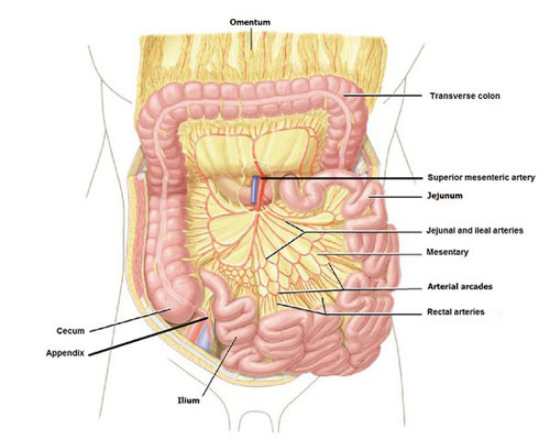 Mesentery