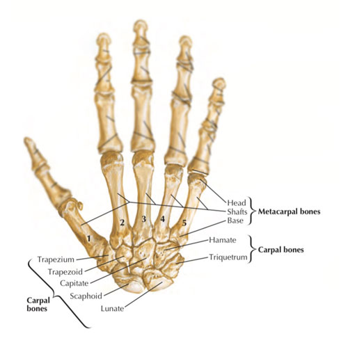 Metacarpals