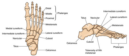 Metatarsals