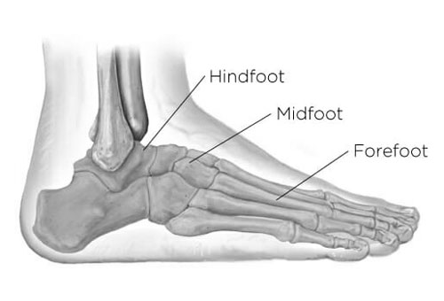Midfoot