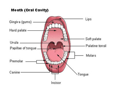 Mouth