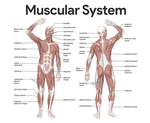 Muscular System