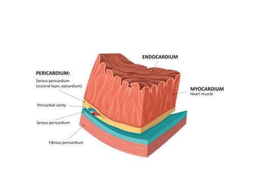 Myocardium