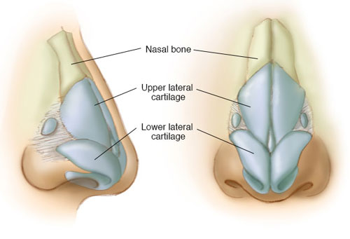 Nasal Bone