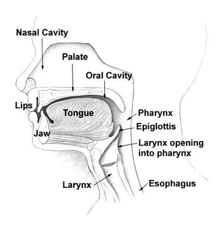 Nasal Cavity