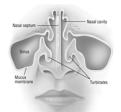 Nasal Septum