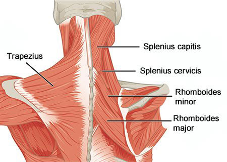 Neck Muscles