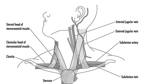 Neck Veins