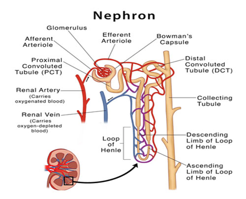 Nephrons