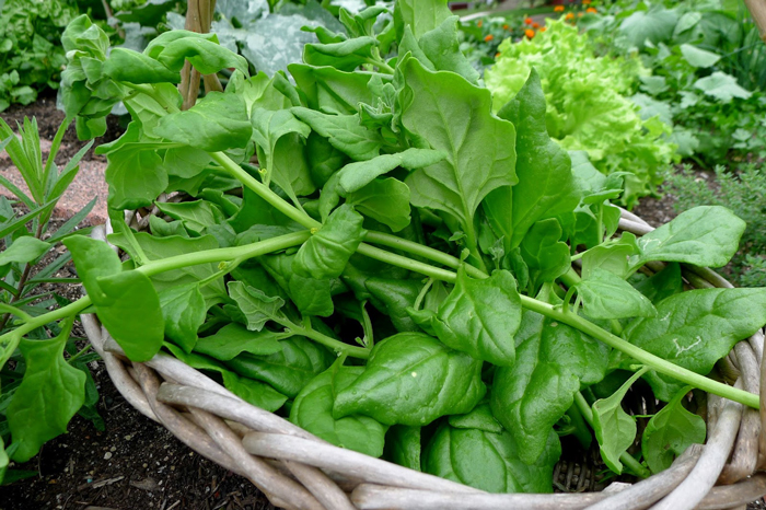 New Zealand Spinach
