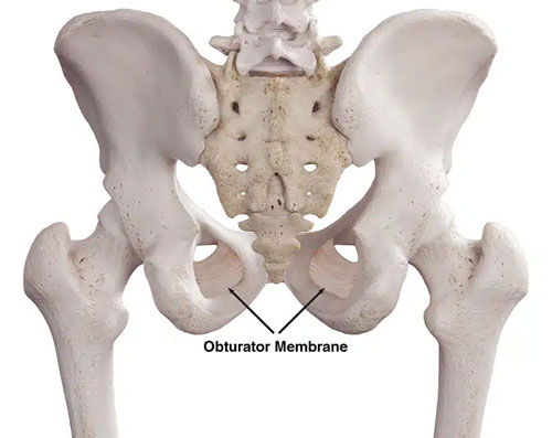 Obturator Membrane