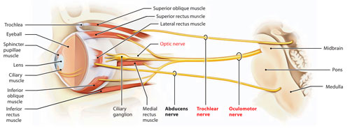 Oculomotor Nerve