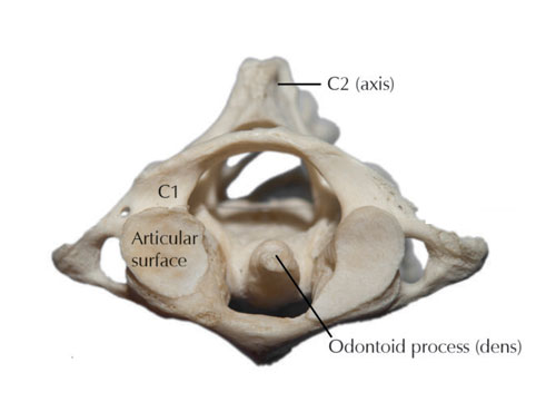 Odontoid Process