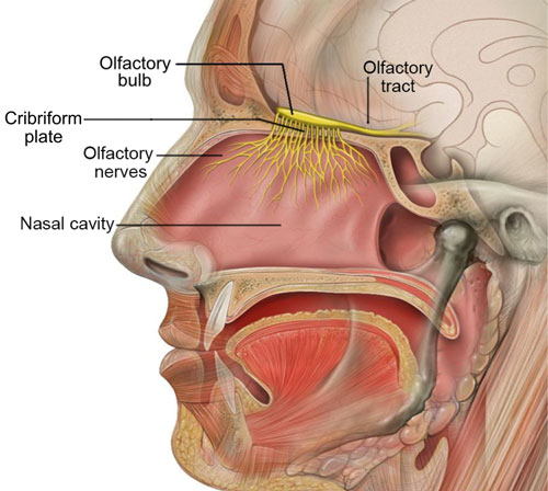 Olfactory Area