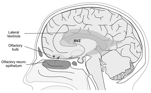 Olfactory Bulbs
