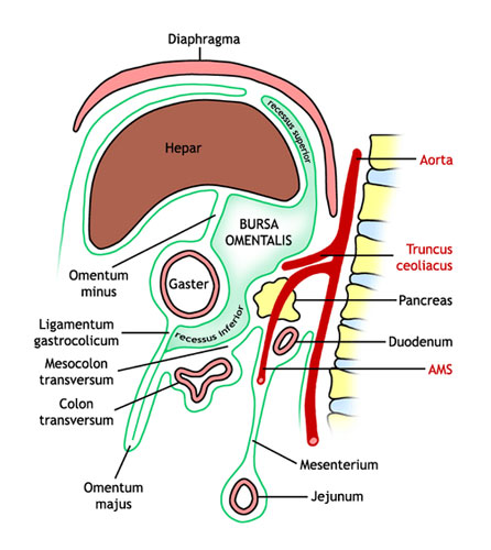 Omental Bursa