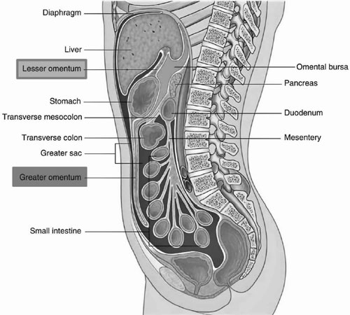 Omentum