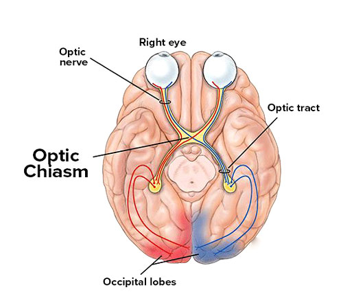 Optic Chiasm