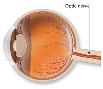 Optic Nerve