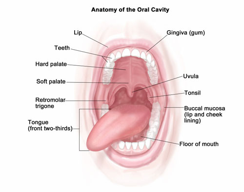 Oral Cavity