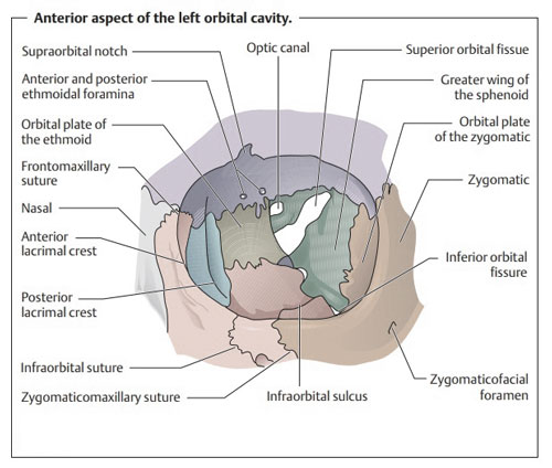 Orbital Cavity