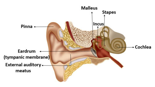 Ossicles