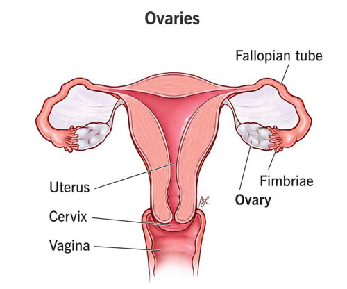 Ovaries