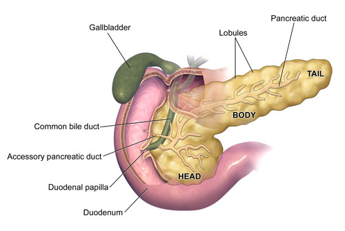 Pancreas