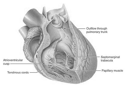 Papillary Muscles